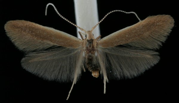 Coleophora limosipennella Coleophora limosipennella