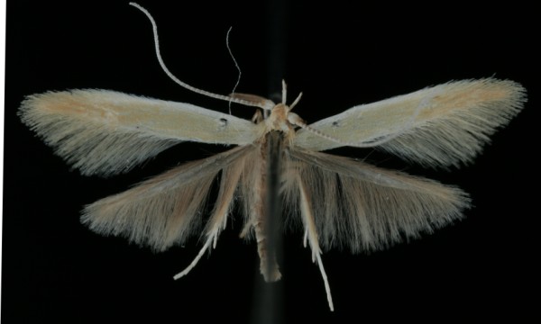 Coleophora hydrolapathella