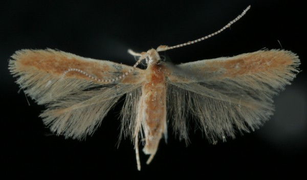 Coleophora trigeminella Coleophora trigeminella
