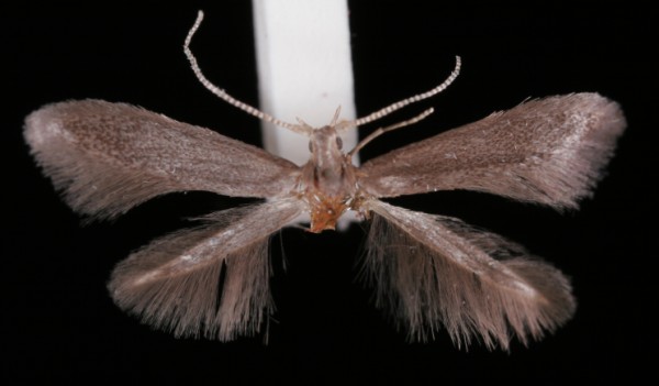 Coleophora coracipennella Coleophora coracipennella