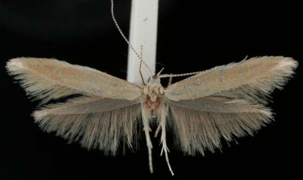 Coleophora cornutella Coleophora cornutella