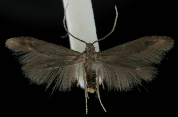 Coleophora fuscocuprella Coleophora fuscocuprella