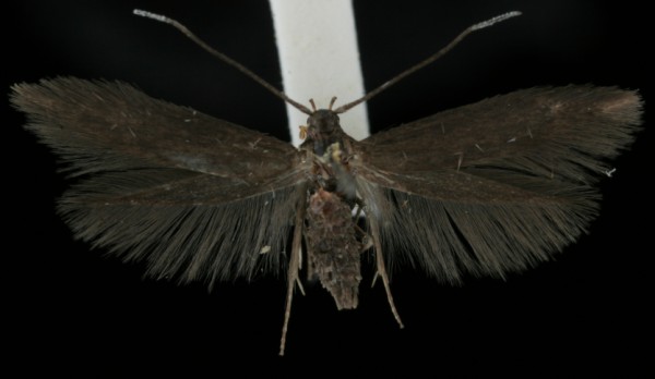 Coleophora violacea Coleophora violacea