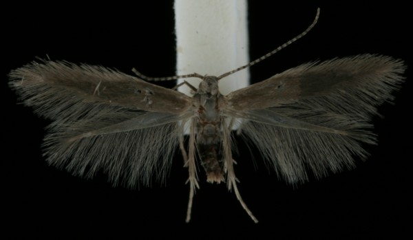 Coleophora juncicolella Coleophora juncicolella