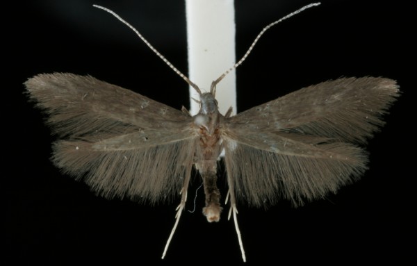 Coleophora albitarsella Coleophora albitarsella
