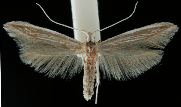Coleophora calycotomella Coleophora calycotomella