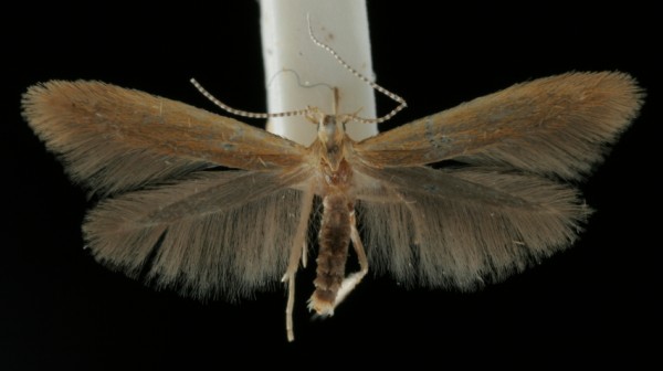 Coleophora lithargyrinella Coleophora lithargyrinella