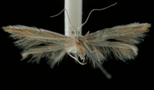 Coleophora genistae