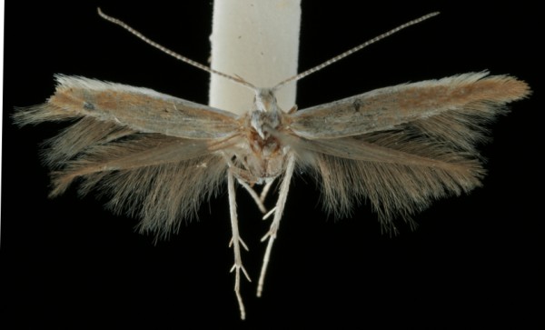 Coleophora albicostella Coleophora albicostella
