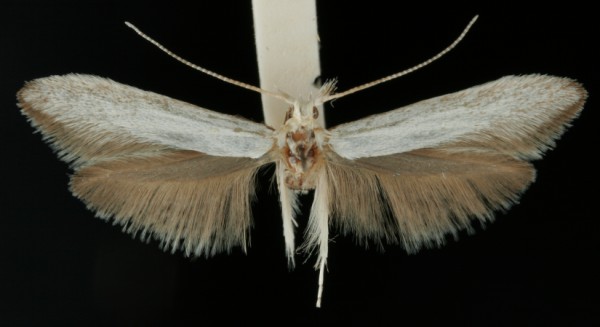 Coleophora anatipennella Coleophora anatipennella