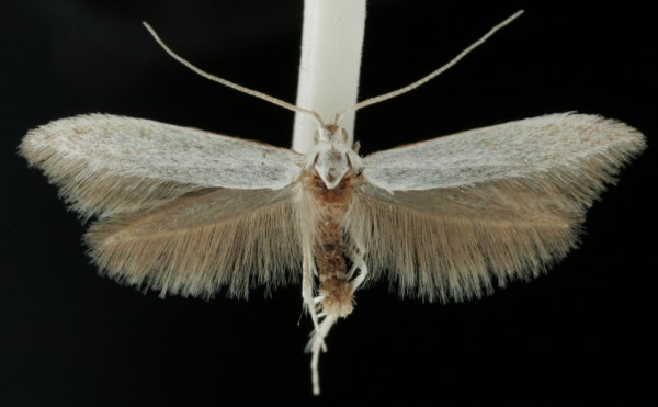 Coleophora albidella Coleophora albidella