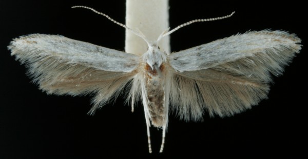 Coleophora ibipennella Coleophora ibipennella