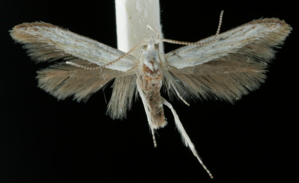 Coleophora ibipennella Coleophora ibipennella