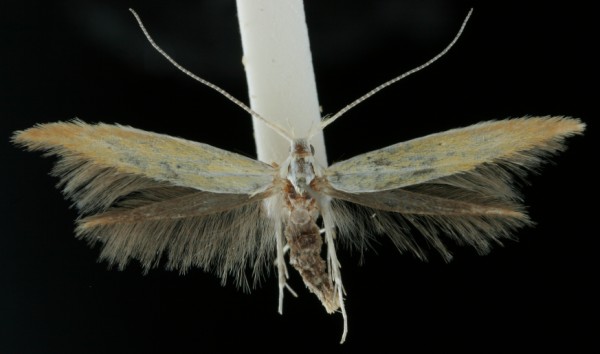 Coleophora coronillae Coleophora coronillae