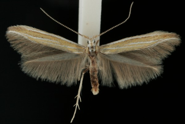 Coleophora albicosta Coleophora albicosta