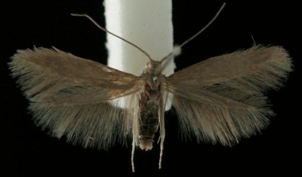 Coleophora laricella Coleophora laricella