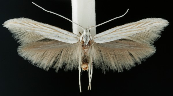 Coleophora pennella Coleophora pennella