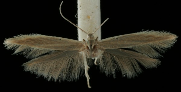 Coleophora adjunctella Coleophora adjunctella