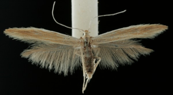 Coleophora tamesis Coleophora tamesis