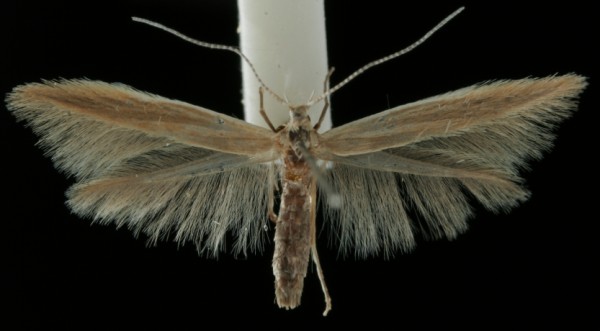 Coleophora glaucicolella Coleophora glaucicolella