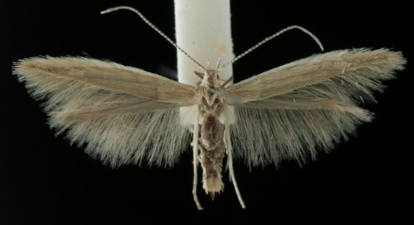 Coleophora alticolella Coleophora alticolella