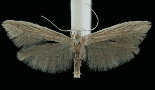 Coleophora obscenella Coleophora obscenella