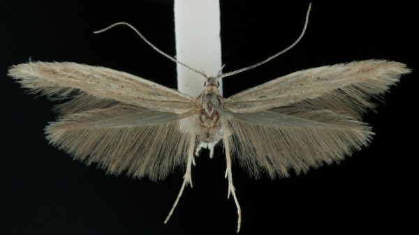 Coleophora asteris Coleophora asteris