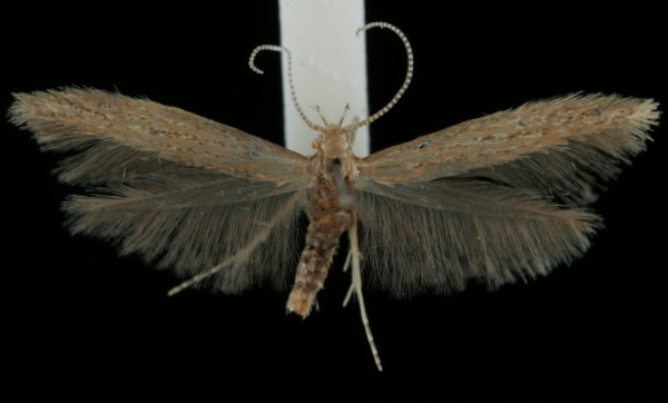Coleophora sternipennella Coleophora sternipennella
