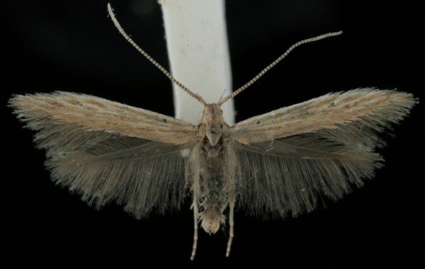 Coleophora atriplicis Coleophora atriplicis