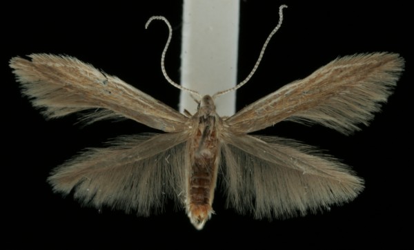 Coleophora artemisicolella Coleophora artemisicolella