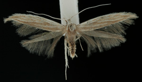Coleophora artemisicolella Coleophora artemisicolella