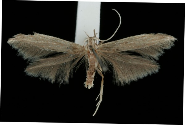 Coleophora artemisicolella