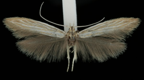 Coleophora peribenanderi Coleophora peribenanderi