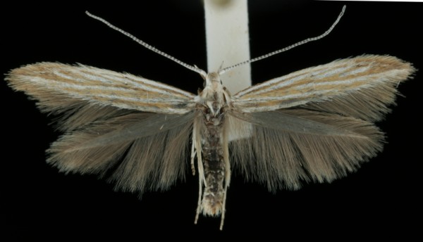 Coleophora trochilella Coleophora trochilella