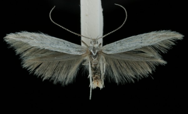 Coleophora striatipennella