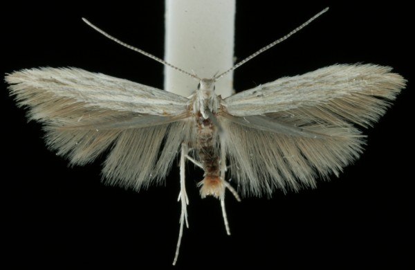 Coleophora striatipennella Coleophora striatipennella