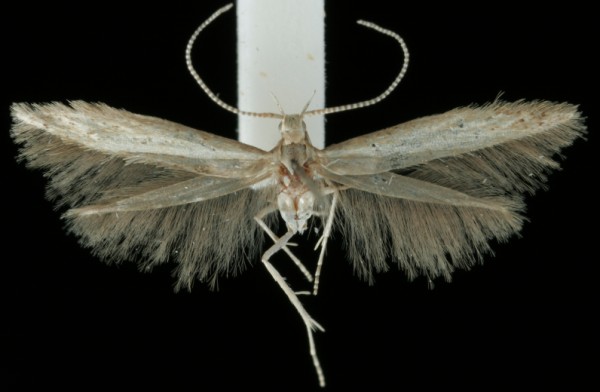 Coleophora striatipennella