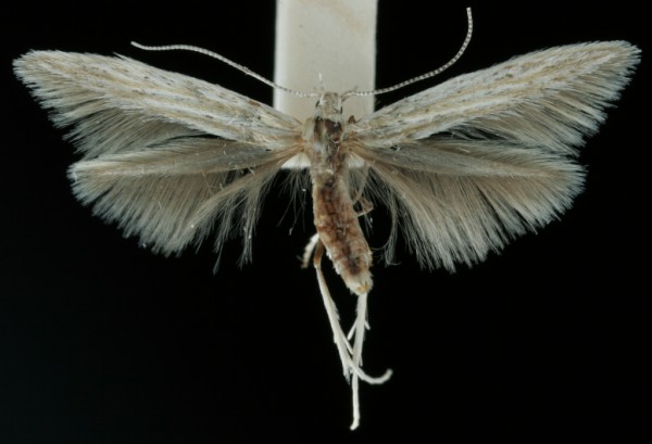 Coleophora tanaceti Coleophora tanaceti