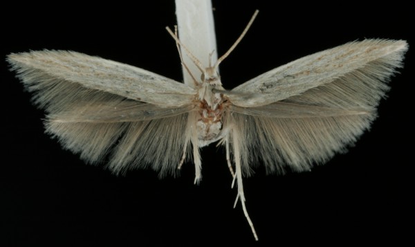Coleophora adspersella