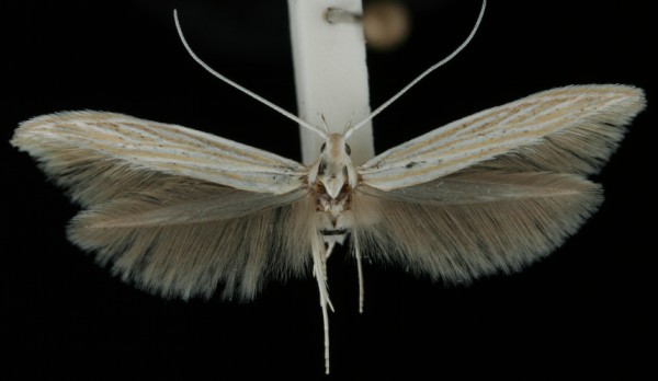 Coleophora graminicolella Coleophora graminicolella