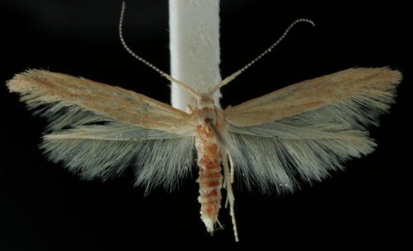 Coleophora salicorniae Coleophora salicorniae