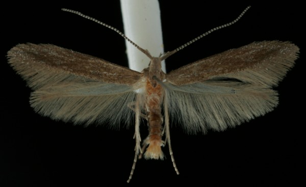 Coleophora salicorniae Coleophora salicorniae