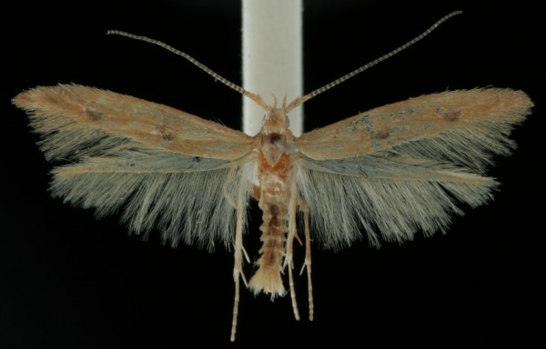 Coleophora salicorniae Coleophora salicorniae