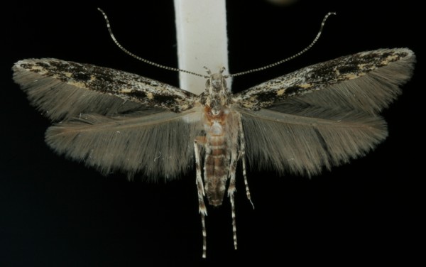 Batrachedra praeangusta Batrachedra praeangusta
