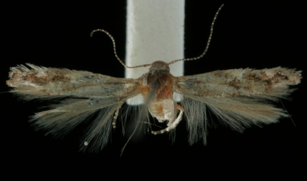 Mompha miscella Mompha miscella