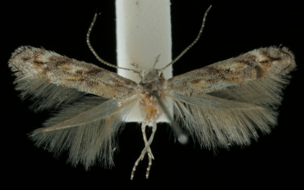 Mompha miscella Mompha miscella