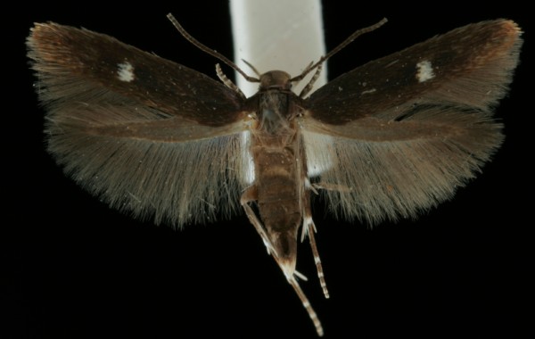 Mompha langiella Mompha langiella