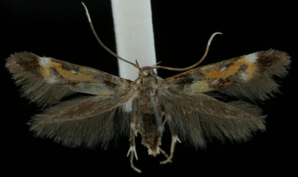 Mompha locupletella Mompha locupletella