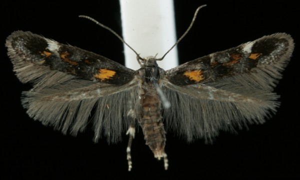 Mompha raschkiella Mompha raschkiella