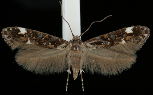 Mompha conturbatella Mompha conturbatella